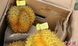 网友爆料榴莲视频大全,网友爆料视频大全，带你领略热带果王的风采